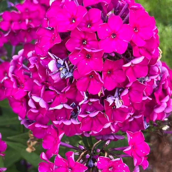 Meet your Posher, TT - Picture 2 of 2